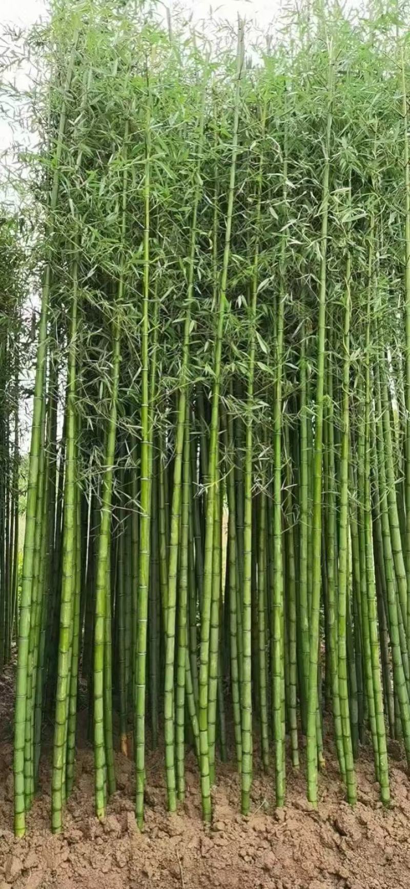 刚竹、青竹、早园竹、紫竹、金镶玉竹1一4公分量大