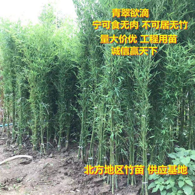 刚竹、青竹、早园竹、紫竹、金镶玉竹1一4公分量大