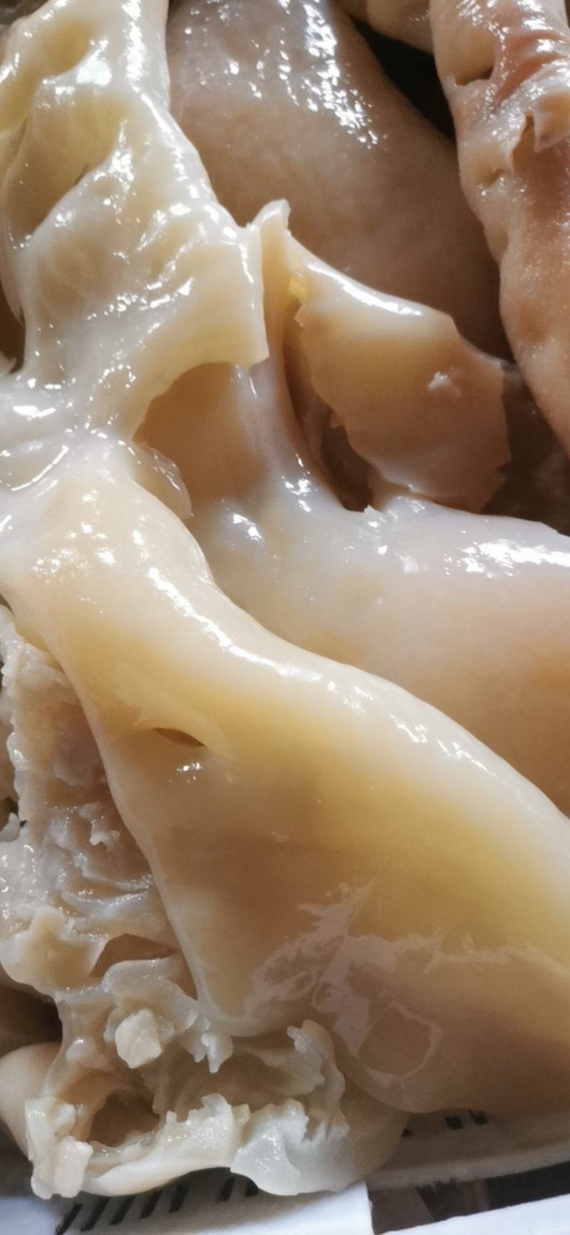 【熟牛拐筋】牛头皮，牛头的皮，
