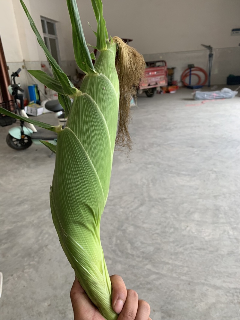 水果玉米🌽