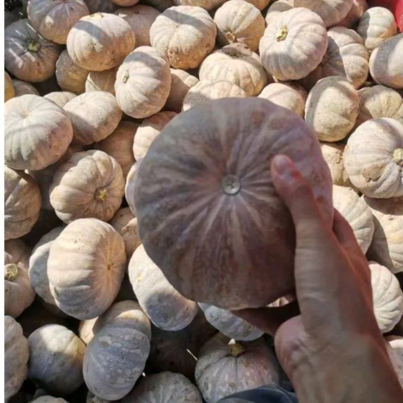 精品老南瓜盘龙204板栗南瓜金韩密本