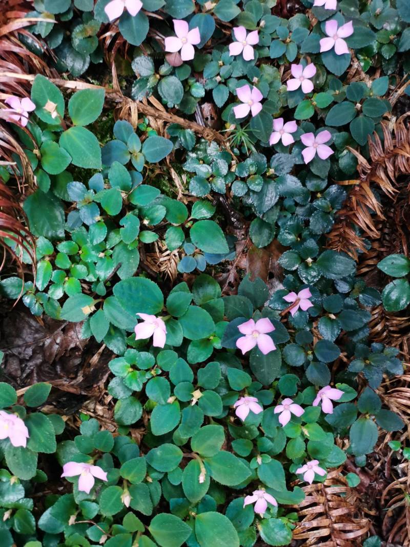 野生小叶风柜斗草，水洗干净，人工杂质挑选干净