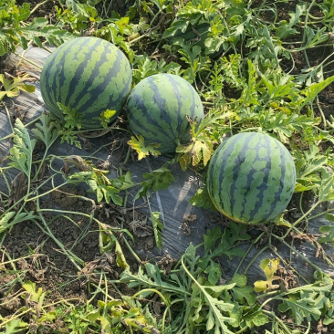 绵阳露天瓜