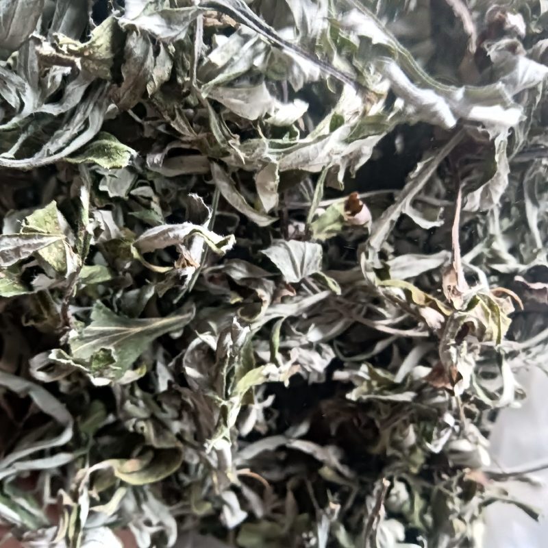 艾叶野生小艾叶全叶数量不多