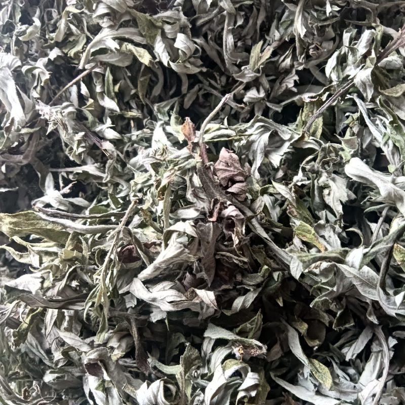 艾叶野生小艾叶全叶数量不多