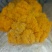 金耳食用菌