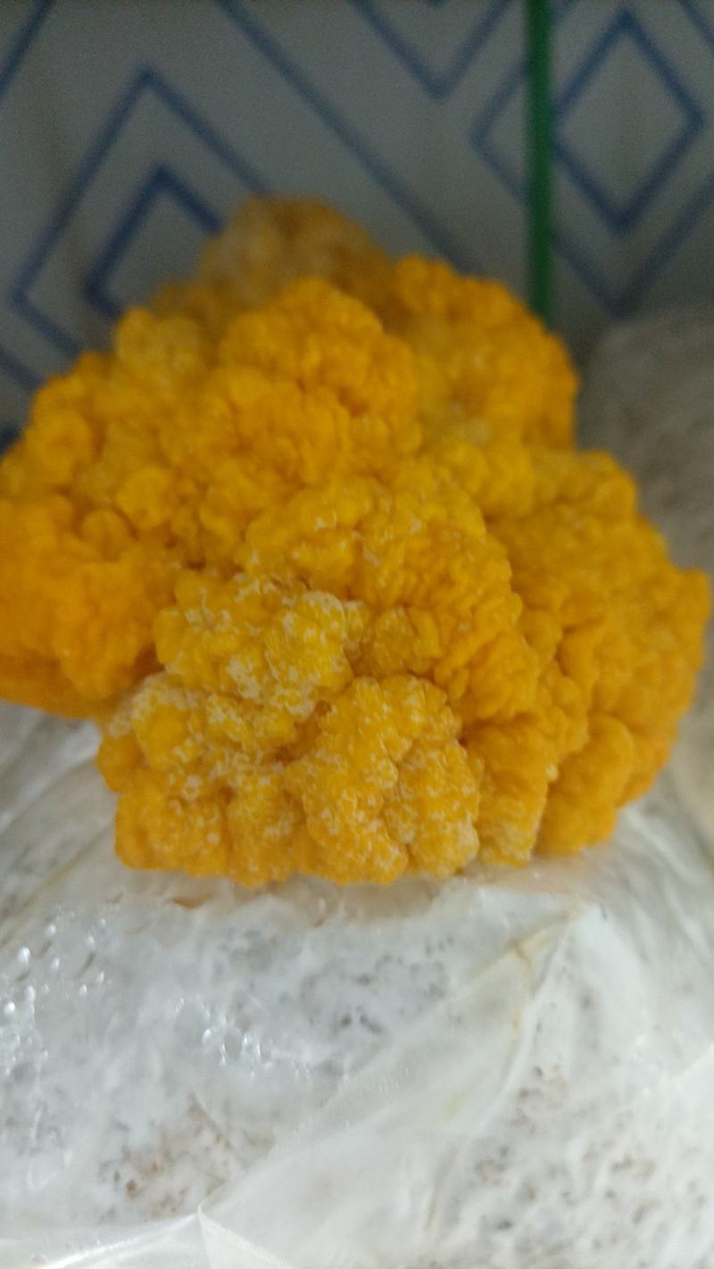 金耳食用菌