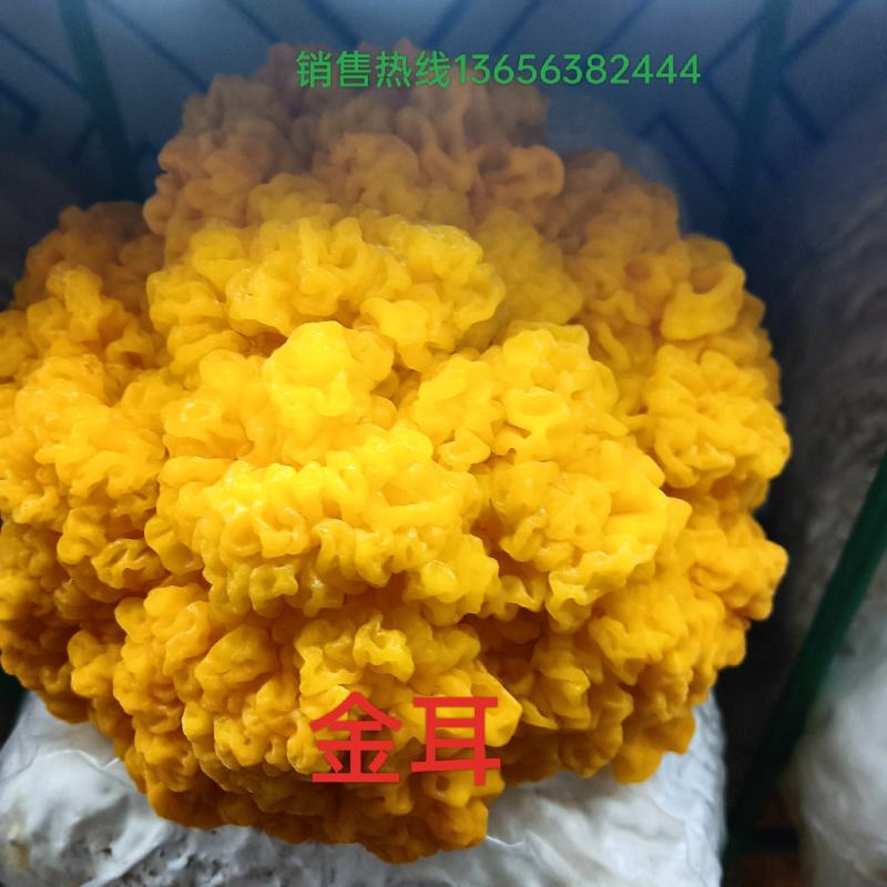 金耳食用菌