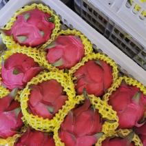 火龙果广东火龙果产地批发价格，保质保量，可视频。