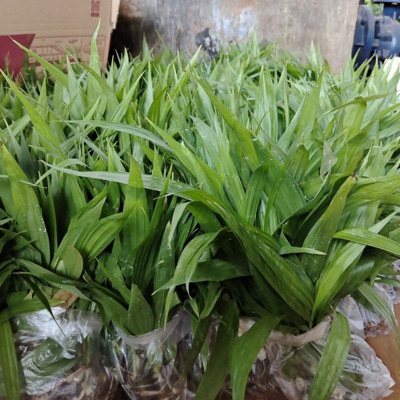 紫花、宽叶三叉大白芨两年苗，大量有货，基地直供，一手货源