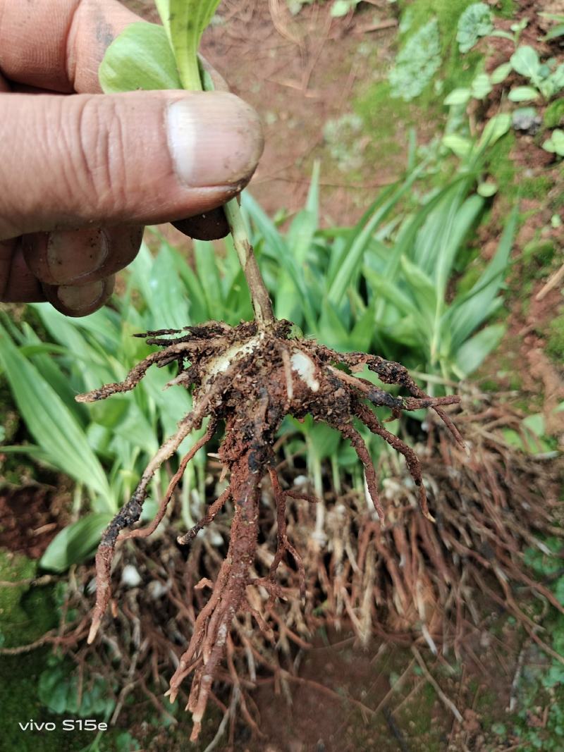 紫花、宽叶三叉大白芨两年苗，大量有货，基地直供，一手货源