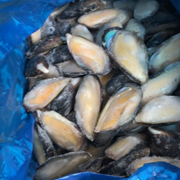 青口贝半壳青口贝半壳海虹捞汁烧烤火锅食材