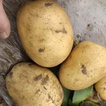 黄心土豆沃土大量上市品质保证一手货源，欢迎来电