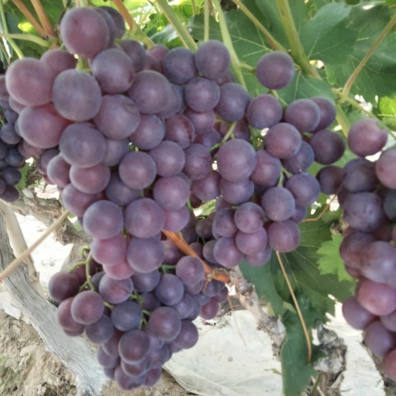 粉红葡萄