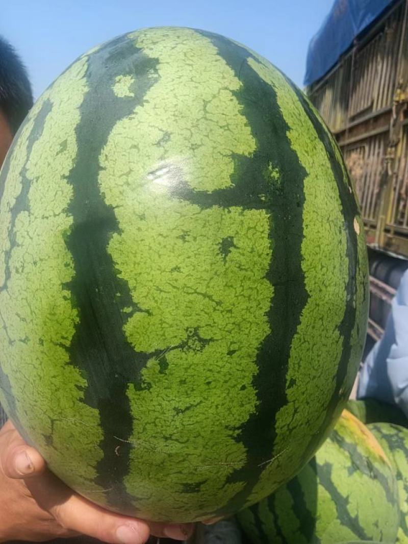 西瓜源头供应正宗