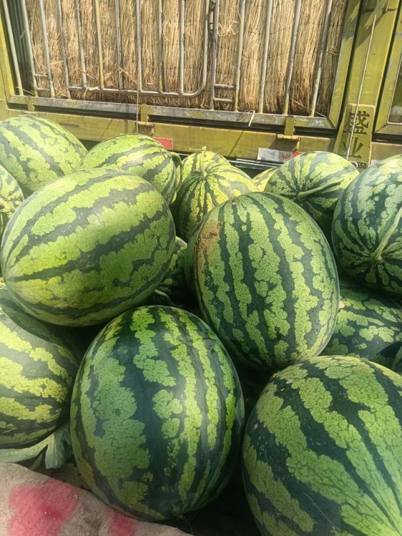 西瓜源头供应正宗