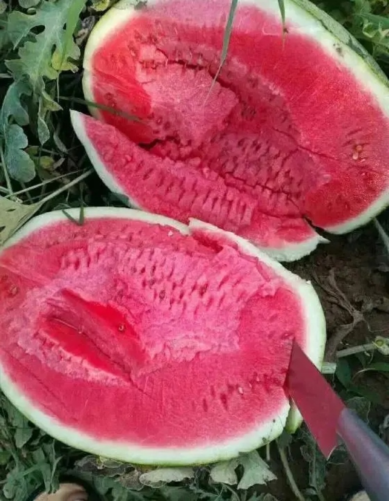 湖北西瓜硒砂瓜石头瓜产地直发大量上市可视频看货欢迎联系下单