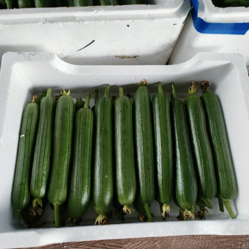 精品油皮香丝瓜