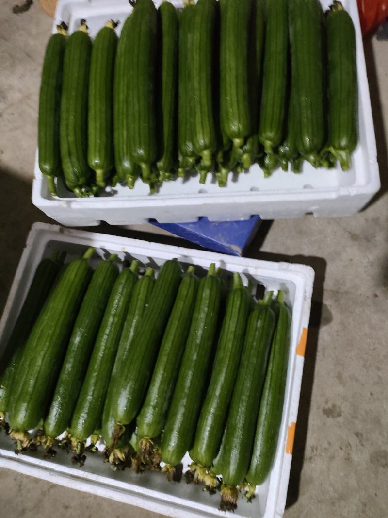 精品油皮香丝瓜