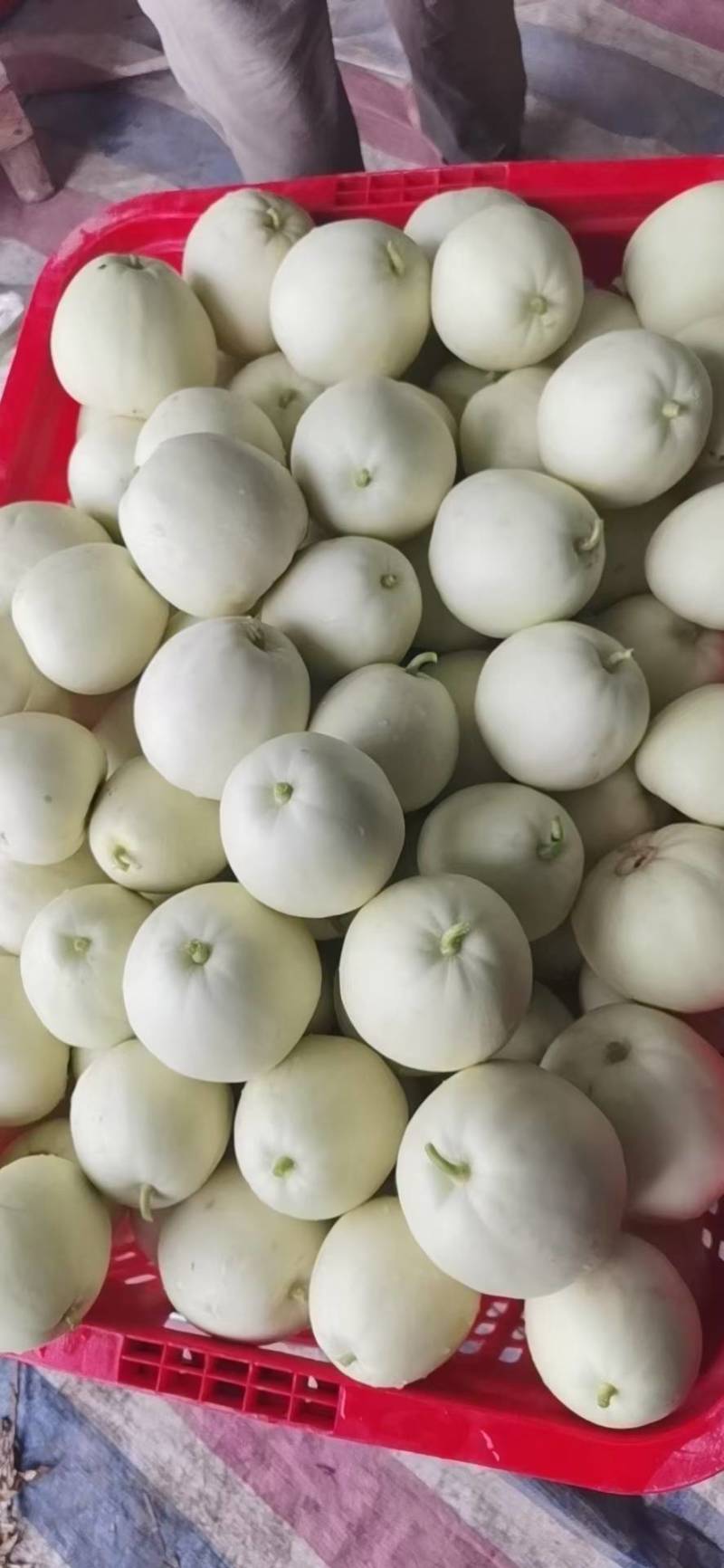 湖北白皮甜宝美浓甜瓜大量上市中，口红甜糖度高欢迎老板联系