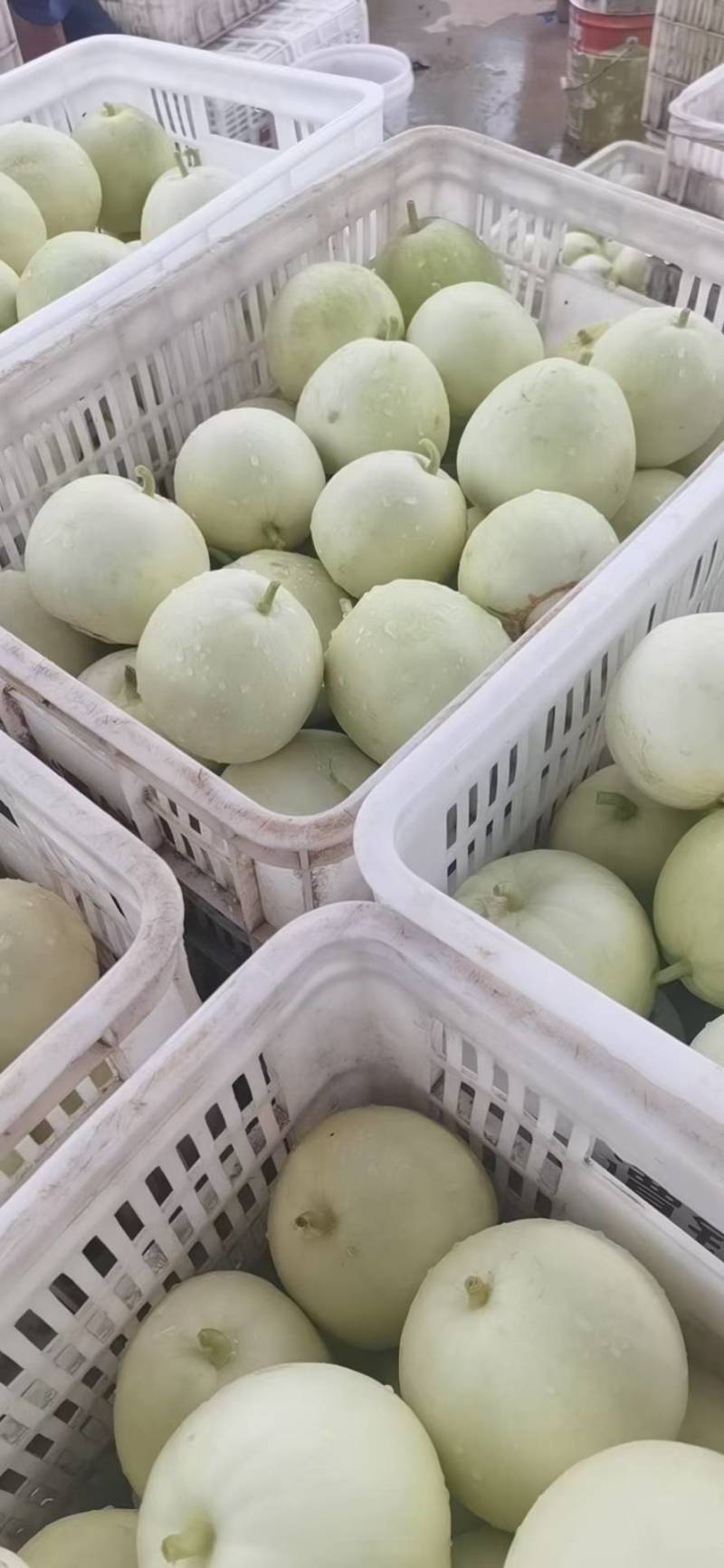 湖北白皮甜宝美浓甜瓜大量上市中，口红甜糖度高欢迎老板联系