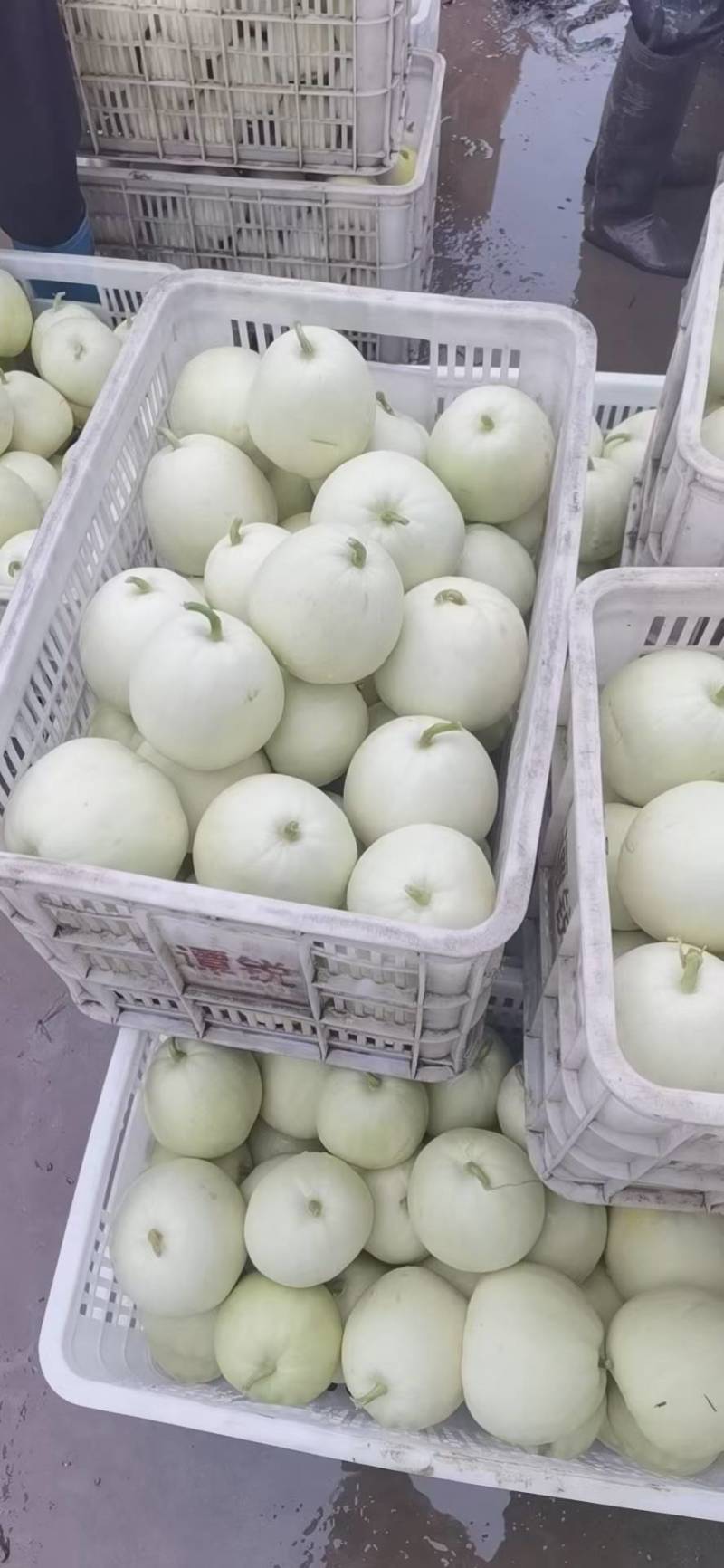 湖北白皮甜宝美浓甜瓜大量上市中，口红甜糖度高欢迎老板联系