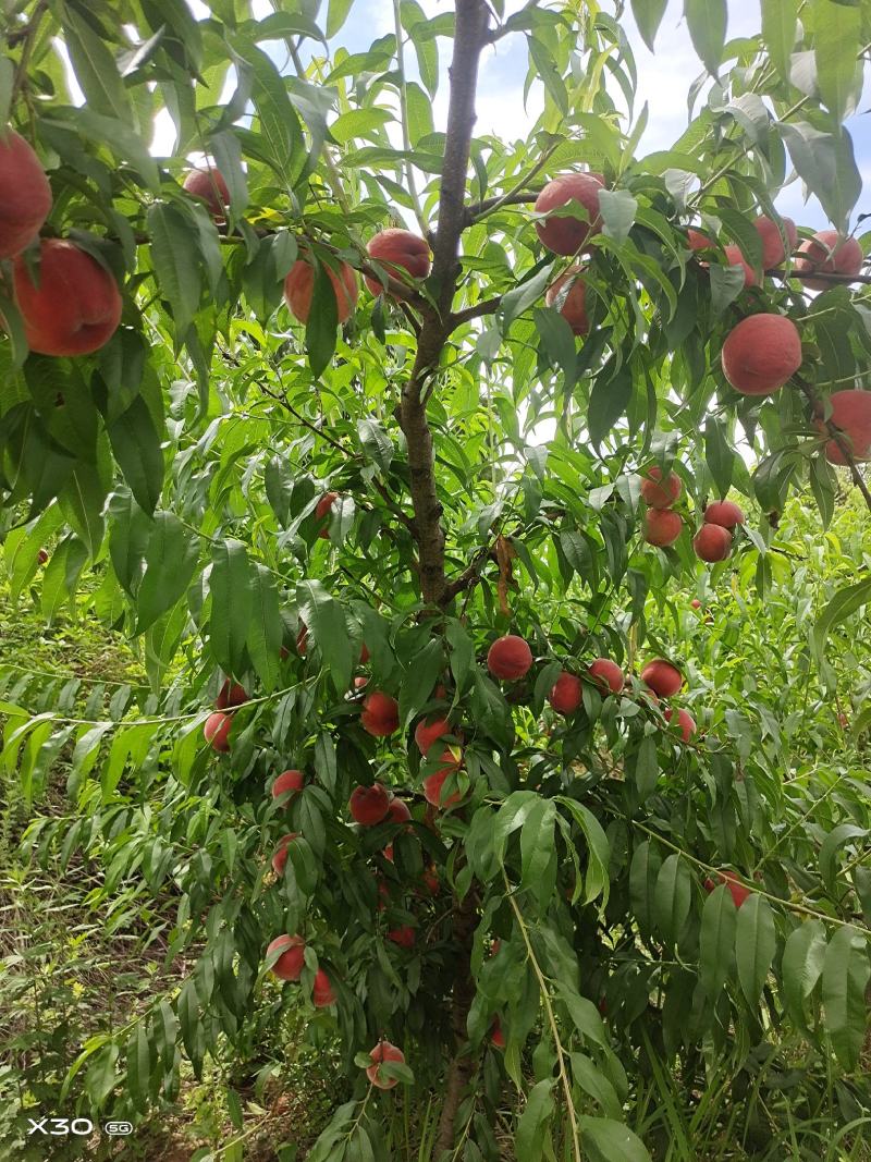 中桃九号小果