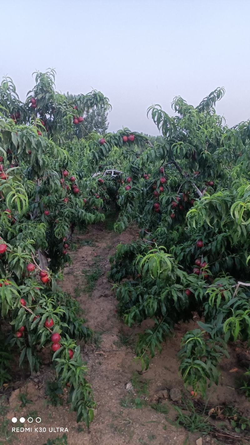精品油桃陆地126油桃山东油桃基地现摘现发