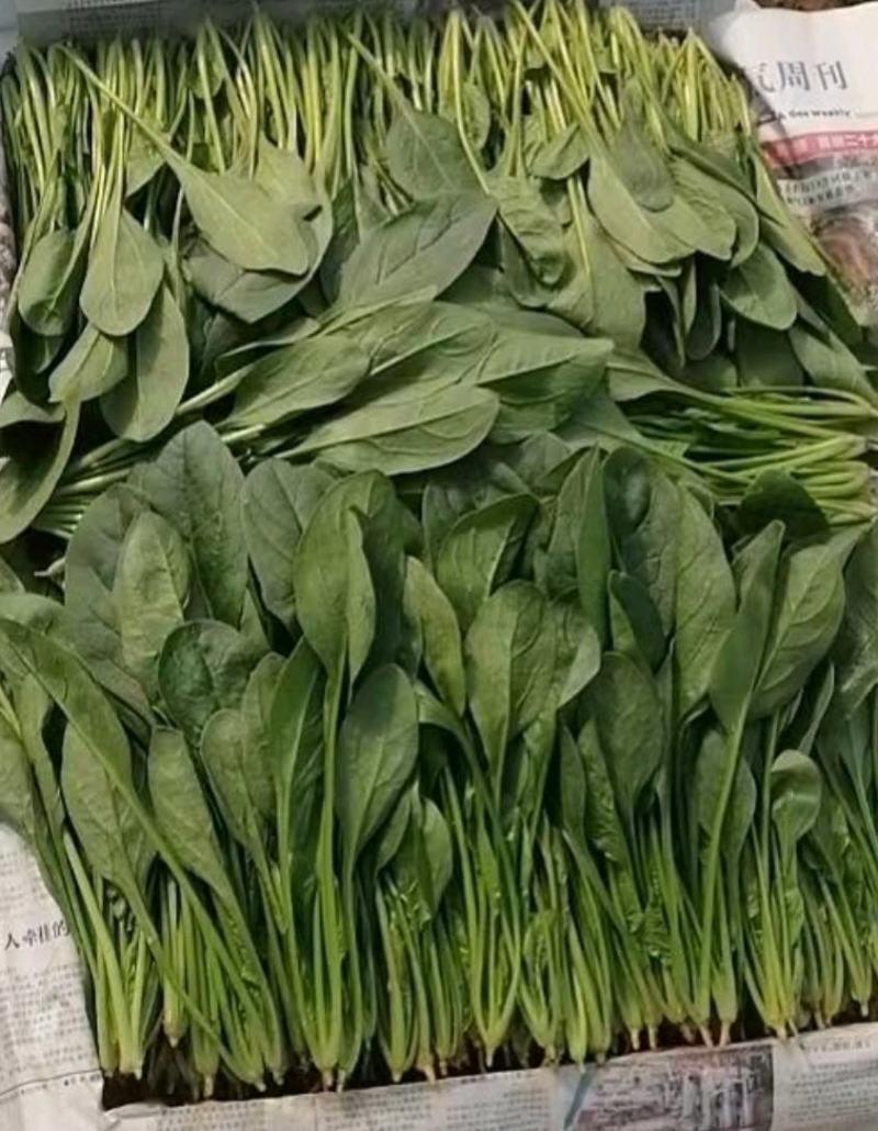 山东菠菜精品大叶菠菜市场货规格齐全量大优惠发货全国