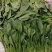 山东菠菜精品大叶菠菜市场货规格齐全量大优惠发货全国