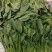 山东菠菜精品大叶菠菜市场货规格齐全量大优惠发货全国