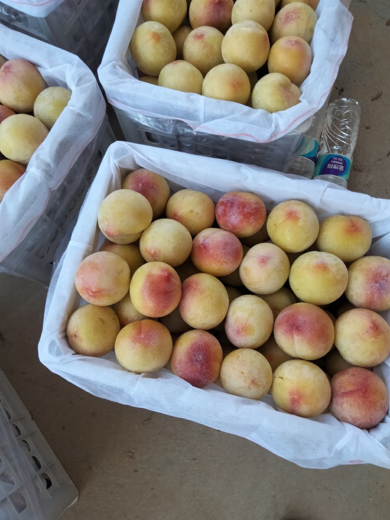 各种李子杏。