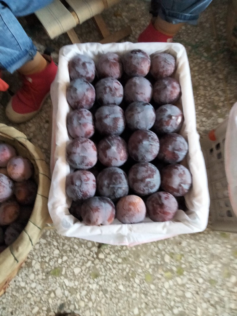 各种李子杏。