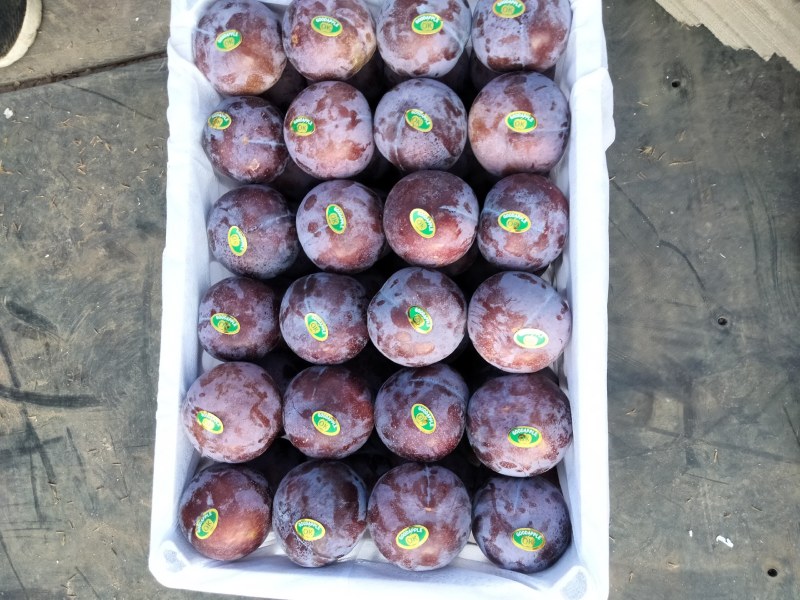 各种李子杏。