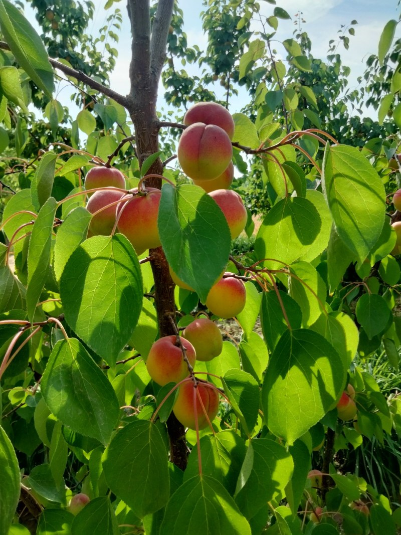 各种李子杏。