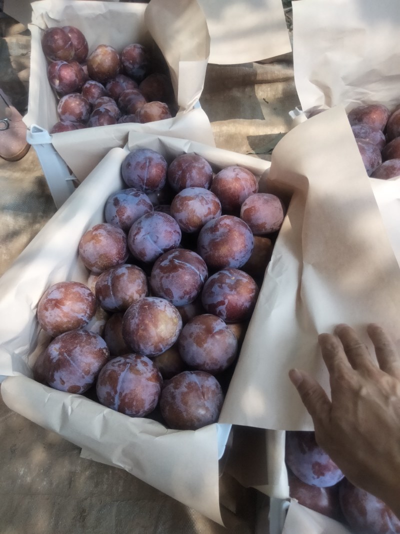 各种李子杏。