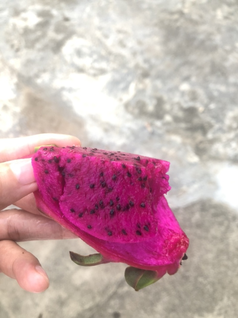 红花红心火龙果