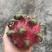 红花红心火龙果