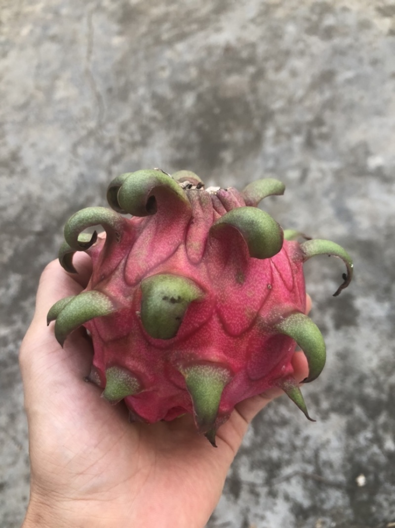 红花红心火龙果