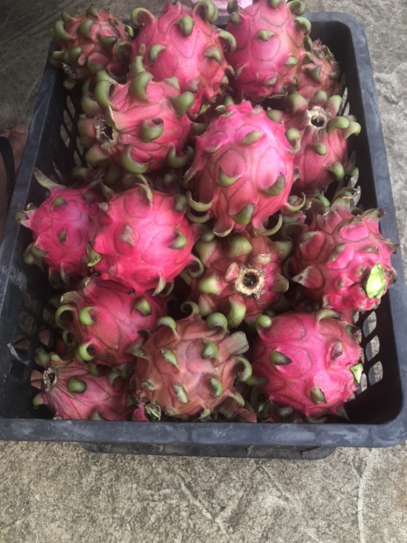 红花红心火龙果