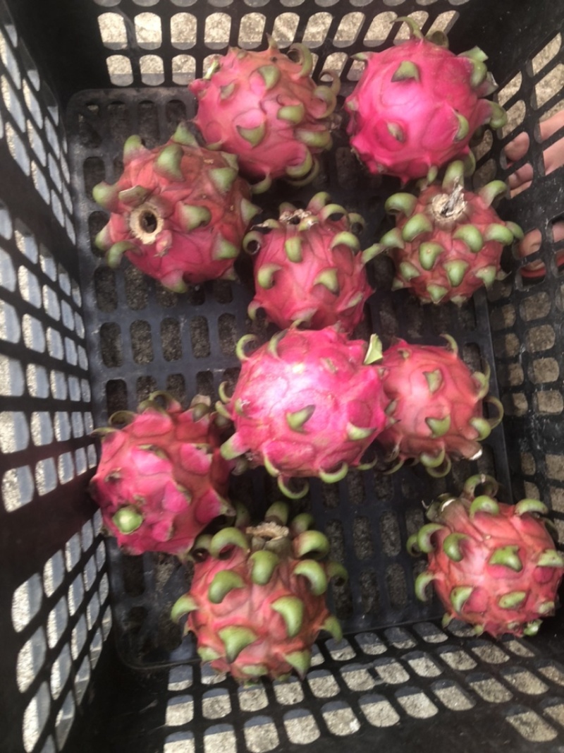 红花红心火龙果