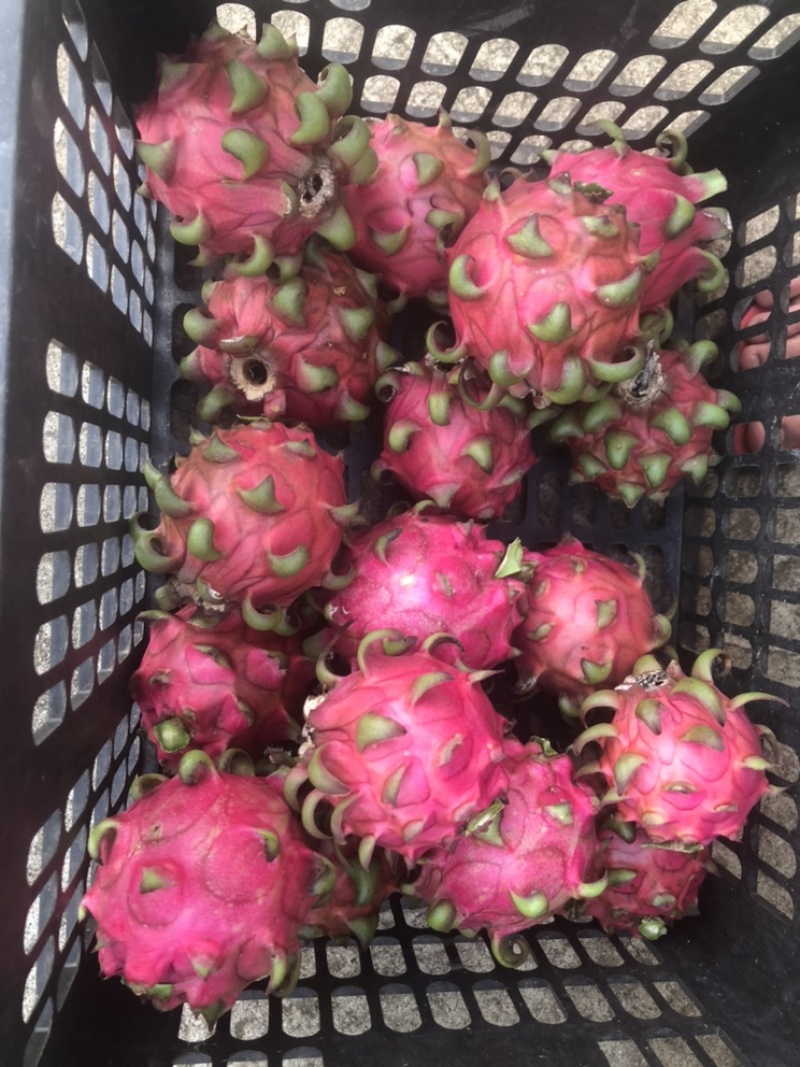 红花红心火龙果