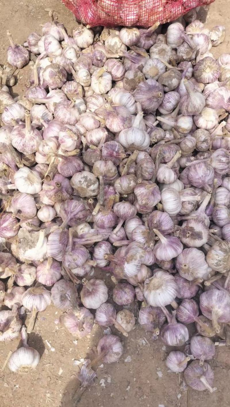 大青棵蒜种，把子蒜聊城东昌府区紫红皮大蒜基地大量现货供应