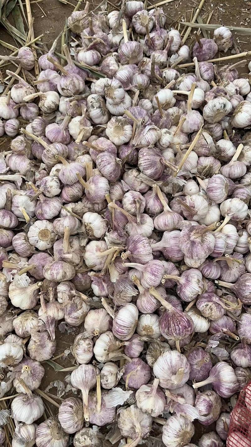 大青棵蒜种，把子蒜聊城东昌府区紫红皮大蒜基地大量现货供应