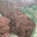 大青棵蒜种，把子蒜聊城东昌府区紫红皮大蒜基地大量现货供应