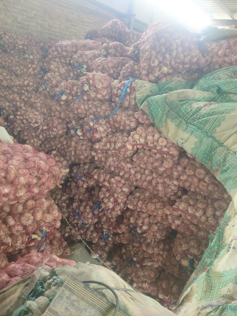 大青棵蒜种，把子蒜聊城东昌府区紫红皮大蒜基地大量现货供应
