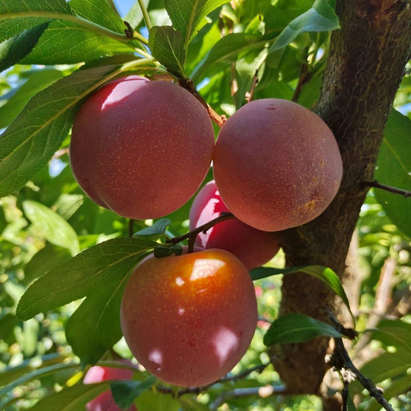 云南红河精品红布林新鲜李子应季水果大量从优