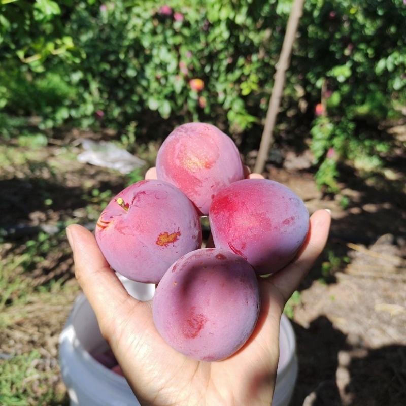 云南红河精品红布林新鲜李子应季水果大量从优