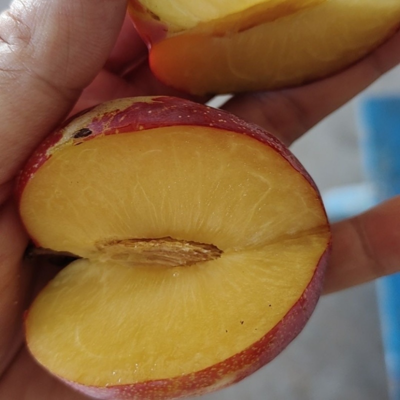 云南红河精品红布林新鲜李子应季水果大量从优