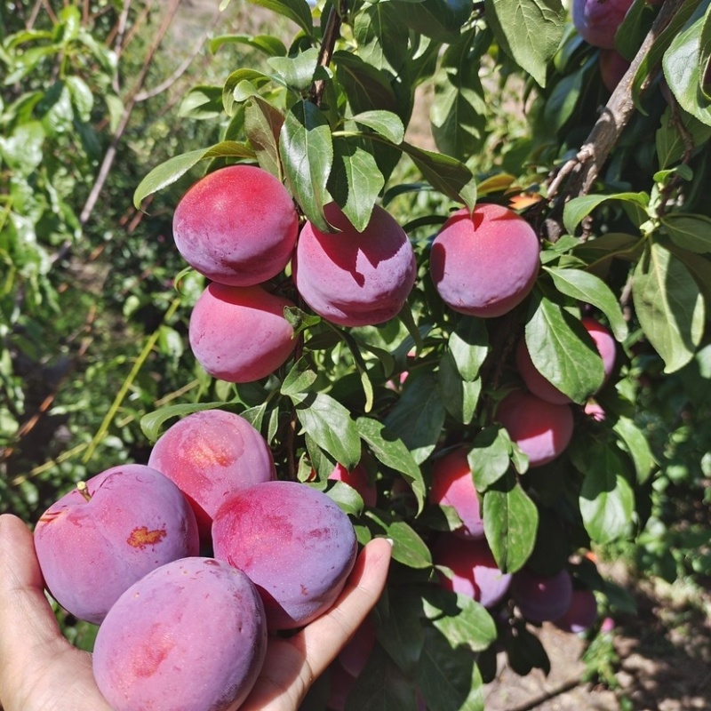 云南红河精品红布林新鲜李子应季水果大量从优